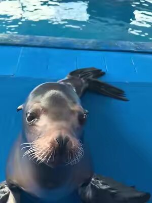 #seal #sealion #fyp 