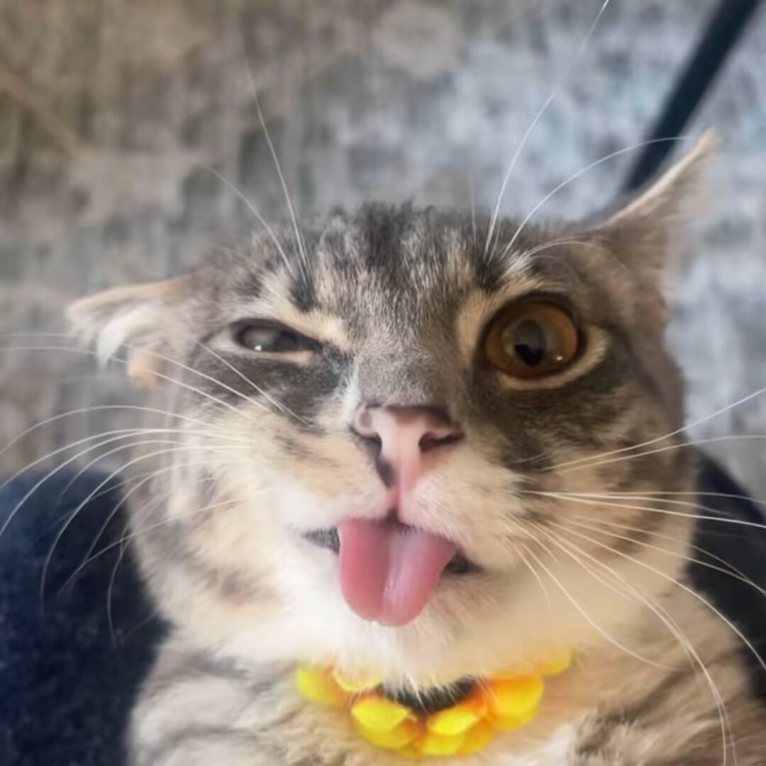 iamrigbycat