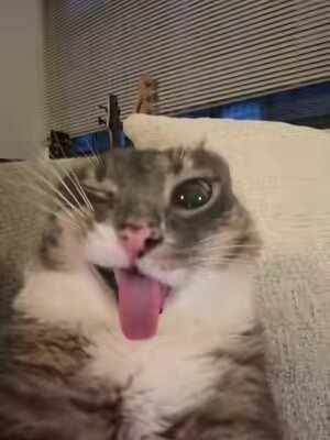 funk nonstop in her head #fyp #rigbycat #catsoftiktok #catcontent #sillycat 