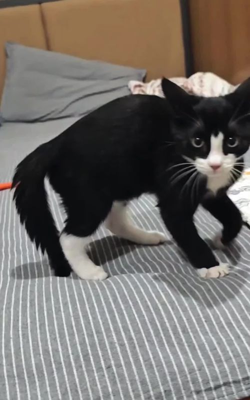 cat's #cat #cattok #catlover #animation #cutecat 