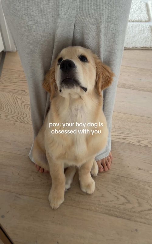 he’s just a mama’s boy #goldenretrieverpuppy #puppylove #newpuppy #goldenretrieverlife #cutepuppyvideos 