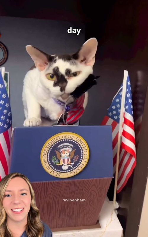 Ravi the cat has never been elected to any office, but he shows up to the Pennsylvania State Capitol to work anyway.🐈 He just cares that much about the people (and tiny bow ties).🐾 📸 ravibenham / WHTM ABC27 @jessicalbenham  #cat #cats #animals #goodnews #cutecat