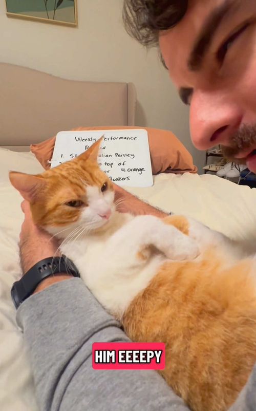 Weekly Purrformance review was horrible 🐈 * * * *  #orangecatbehavior #viralcat #cats_of_instagram #funnycat #cat 