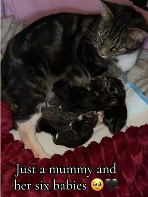 My Nyla has had a litter of tabby cats🥹🖤 #tabbycats #kittens #newbornkittens #tabbykittens #catsoftiktok 