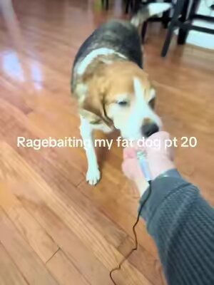 Yall think its loud enough 😭 #dog #funny #viral 