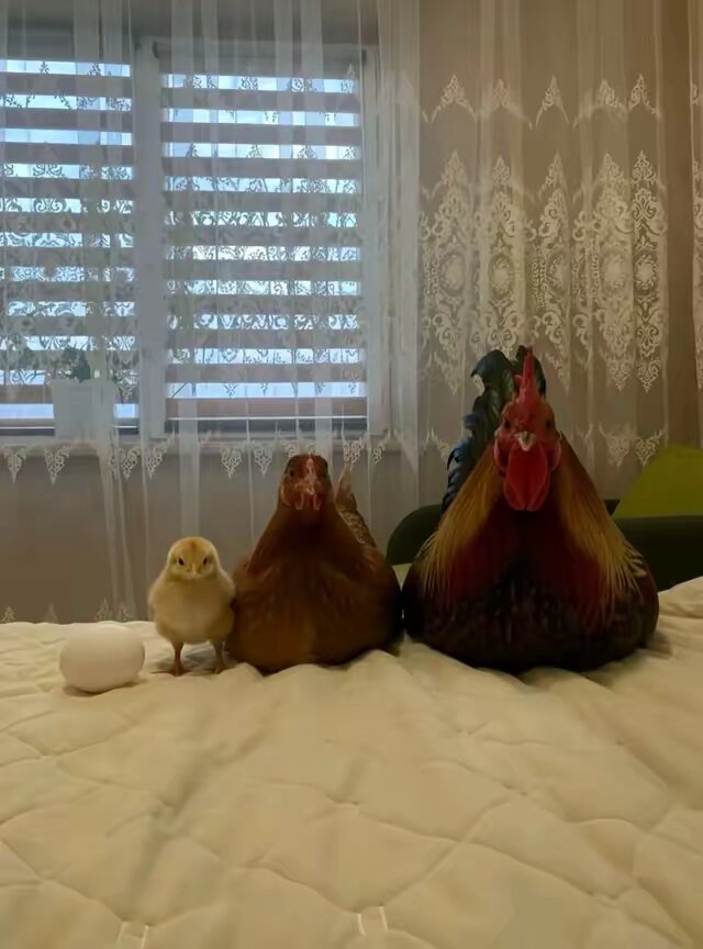 gugu gaga