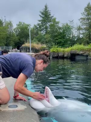 Voluntary health checks are extremely important for animal health. This includes beluga oral health! #foryou #beluga #aquarium #fypシ #mysticaquarium