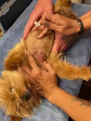 We discovered a Botfly on our 14 yr.old Yorkie. “WARNING” removing it was gross! #lacosanostracanecorso #fyp #fypシ #botflyremoval