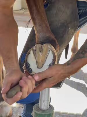 #farriersoftiktok #farrier #horsetok #farriersontiktok #horse #horsesoftiktok #oddlysatisfyingvideo #oddlysatisfying #satisfying #asmr #fypシ #fyp