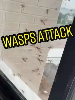 Saved by the window. #wasps #wasp #dappestcontrol #insecttok #bug #insects #bugtiktok #pestcontrol #fyp #fypシ #fyp #fypage #fypシ゚viral @DAPPestControl 