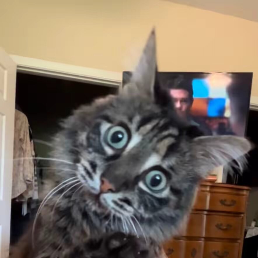 Ivartheincredibleblindcat ❌