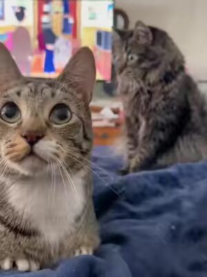More than meets the eye #fyp #foryoupage #catsoftiktok #PetsOfTikTok #fypシ #cats #catvideo 