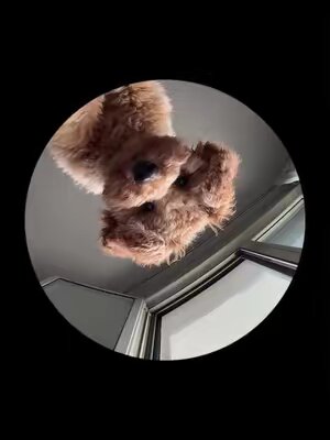 Diego diego diego diego diee 🐶🎤🎸#pedro #pedropedropedropedro   #poodle #poodlesoftiktok #fyp #dogsoftiktok #funnydogs #fypシ #viral 