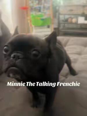 Dog talking 🐶🤣🤣#funnydogs #fyp #foryou #fypシ #funny #funnydogs #dog #usa 