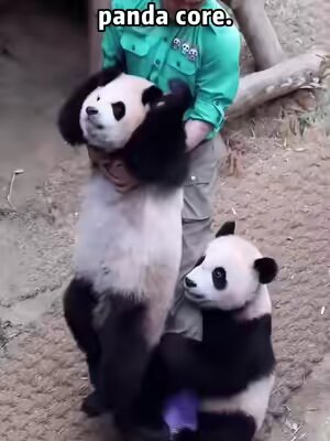 Pabda core.#fun #funny #funnyanimals #panda #funnytiktok #funnypanda #fyp #fypシ #foryou #funnyvideo #pandacore 
