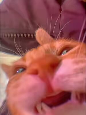 Listen to the healing sounds of cats😻#cat #catmeme #cats #foryou #catsoftiktok #fyp #funny #viral #funnyanimals 