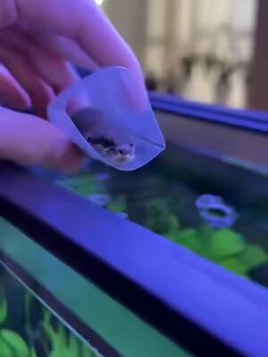 Mini nutria #Viral #fyp #tiktok #pet