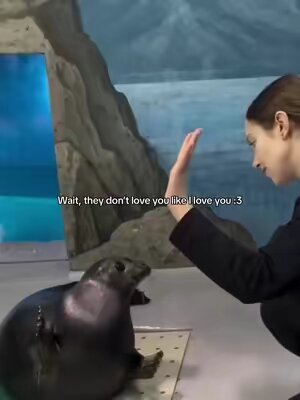 I was thinking of this so i made this // its so cute // i love seals more then myself bro 🦭// we gotta seal the deal🤗 // #foryoupage #foryou #fy #fyp #fyppppppppppppppppppppppp #viral #seal #cute #wait #dance #trend #sealthedeal //