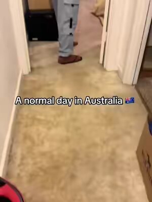 A normal day in Australia 🇦🇺🦘🐨#australia #animalsoftiktok #animalworld #koala #kangaroo #fyp 