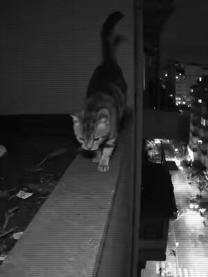 OMG My heart, the cat wow #fyp 
