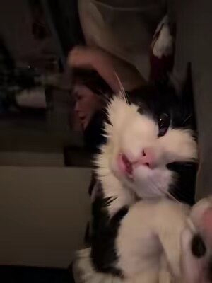 You think she’s tired of my shit?  #fyp #cats #catsoftiktok 