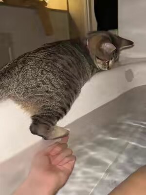 why did she fall like that #catvideos #catsoftiktok #dryerlint #fyp #viral 