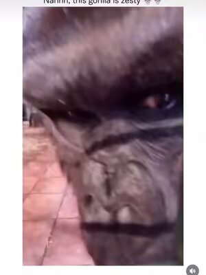 Ayooooo 😅 #gorilla #zesty #fyp #tongue #foryoupage #viral #funny 