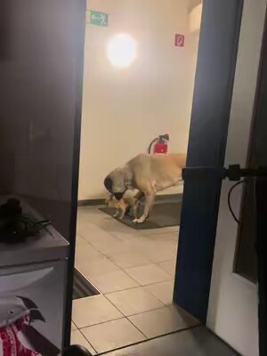 💀💀💀💀 #foryou #foryoupage #fyyyyyyyyyyyyyyyy #fy #meme #trend #trending #sounds #trendingsound #viral #dogmom #chihuahua #chihuahuastiktok #kangal #kangalköpeği #fypシ゚viral #fy #viiral #viralvideo 