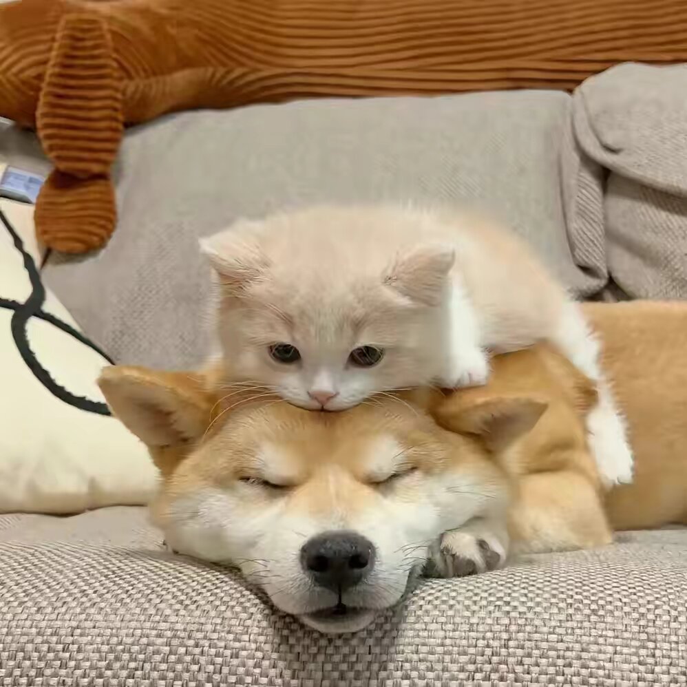 Petbabylover