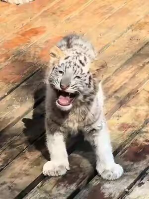 Tiger 🐯 #tiger #tigers #cute #foryou #fyp 