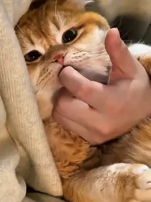 Top 10 most most funny moments in cat 😺😂😂 #catvideo #funnyvideo #funny #viralvideo #FYP 