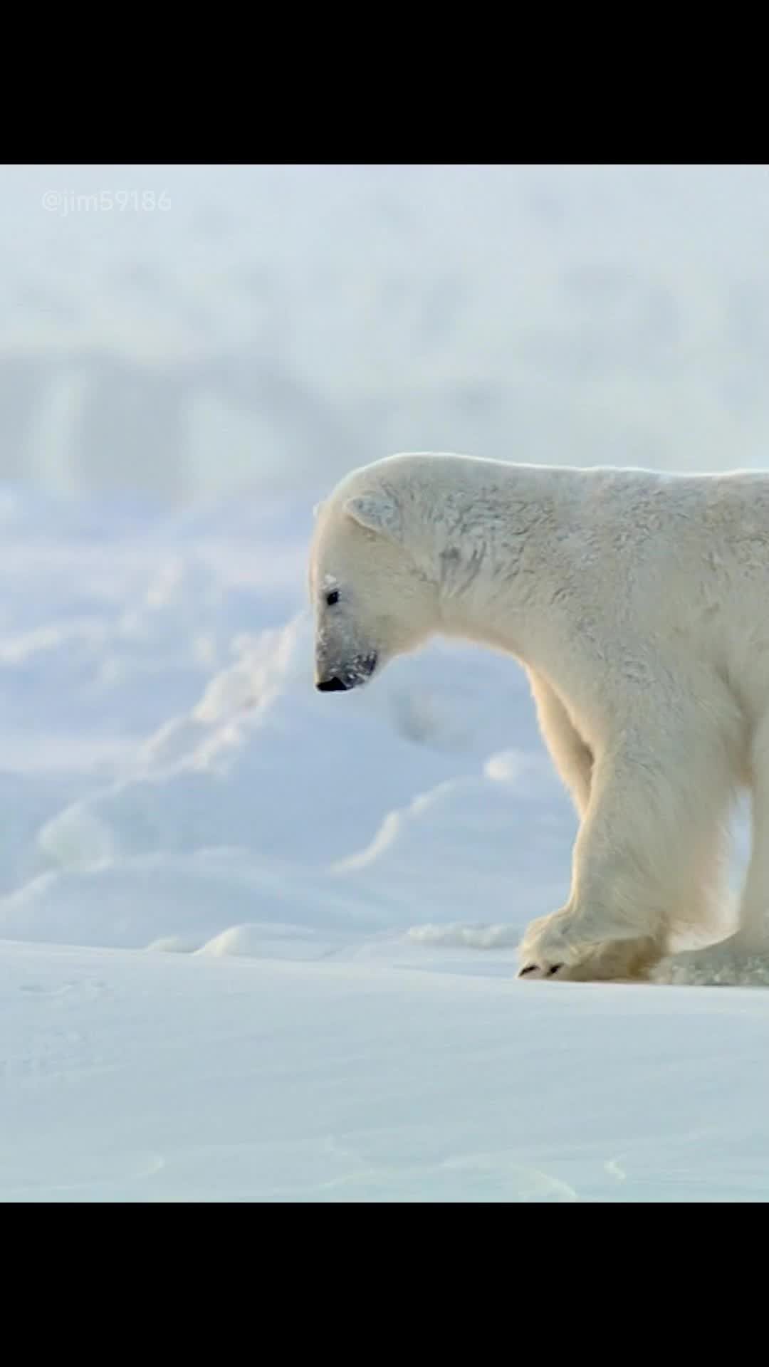 It really does look like “a bad bear “#tiktok #fyp #animals #amazinganimals #animalworld 