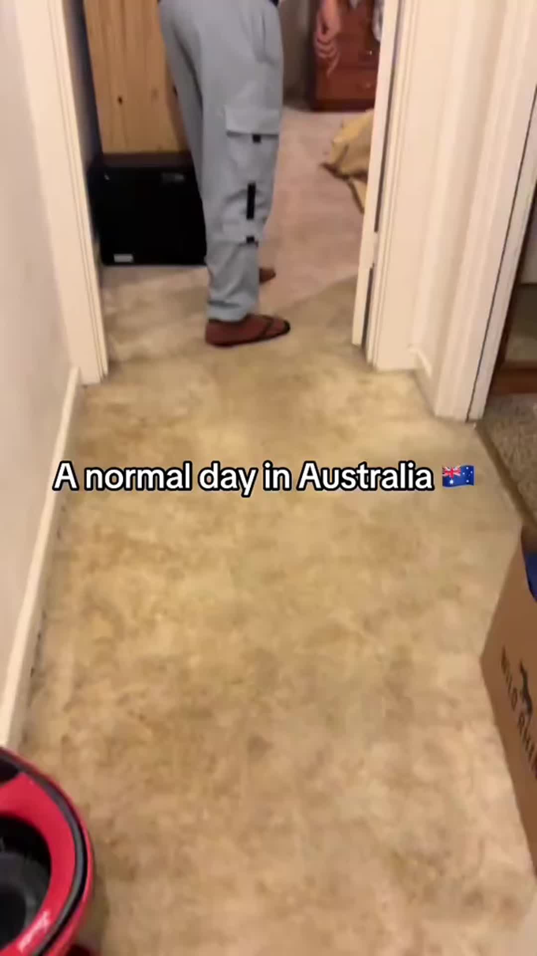 A normal day in Australia 🇦🇺🦘🐨#australia #animalsoftiktok #animalworld #koala #kangaroo #fyp 