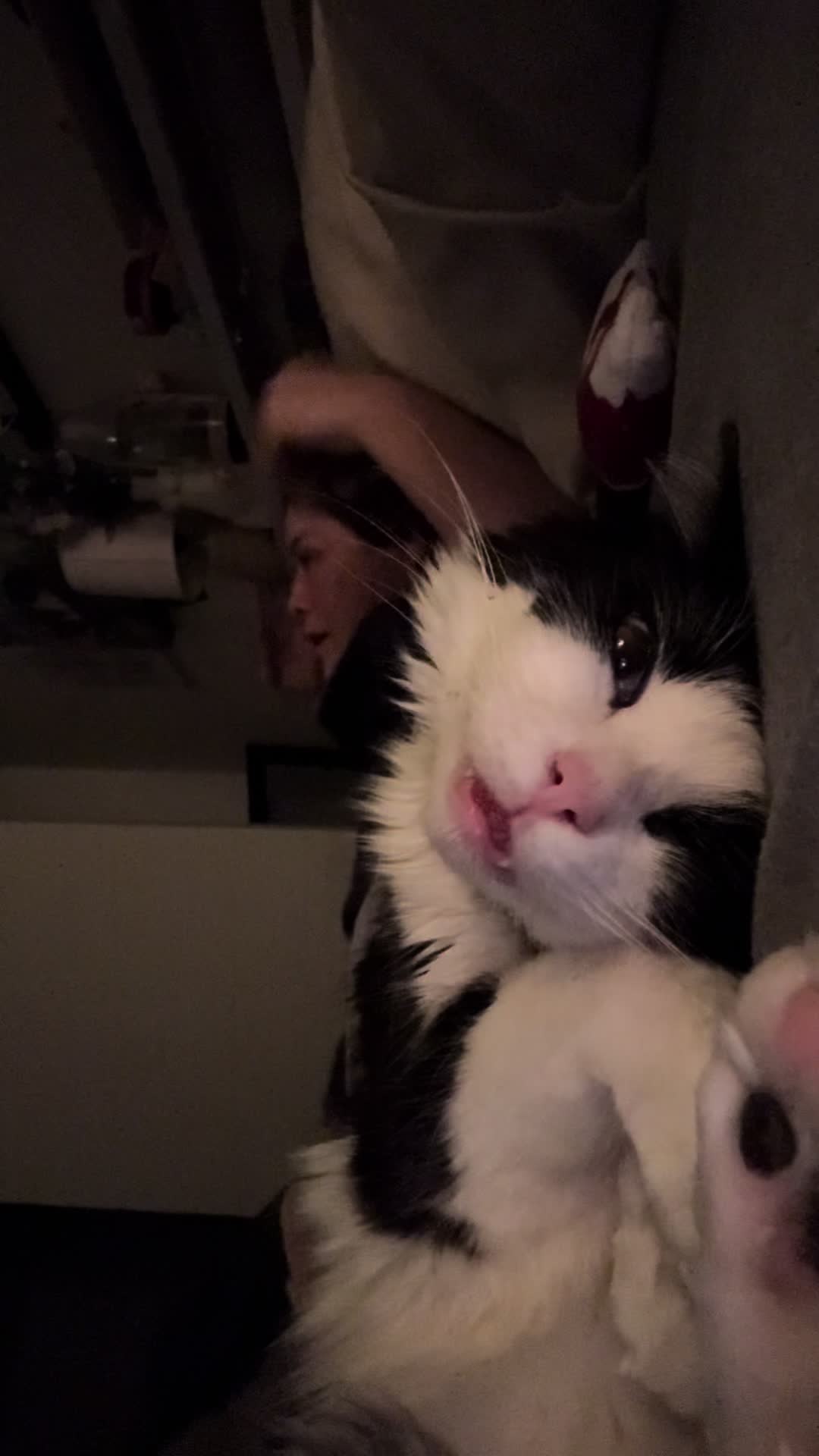 You think she’s tired of my shit?  #fyp #cats #catsoftiktok 