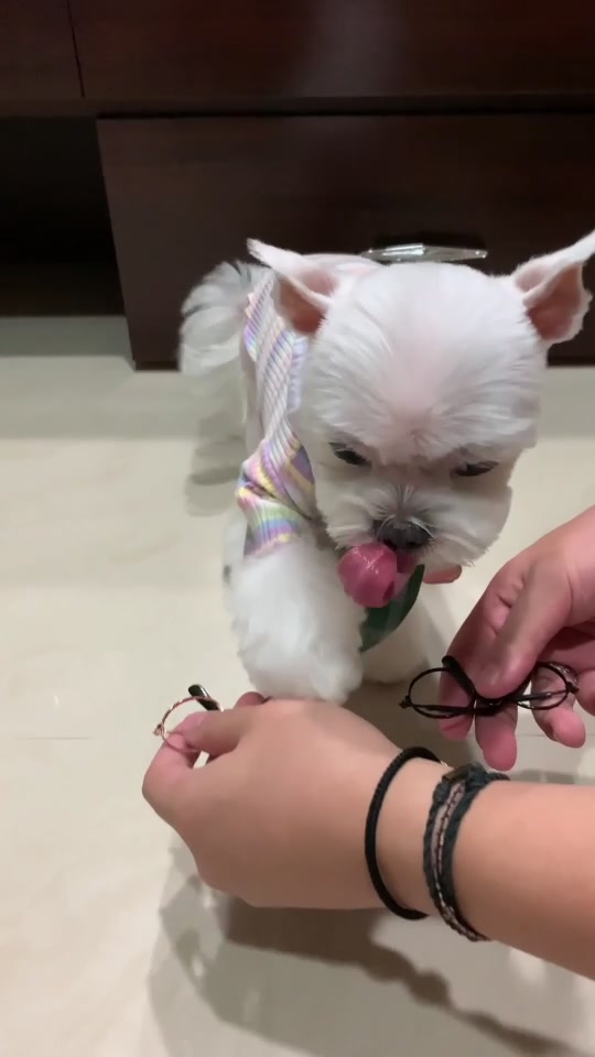 #dogsoftiktok #dogs #puppy #fyp #outfit I alway choice my outfit✌️✌️✌️🤣🤣