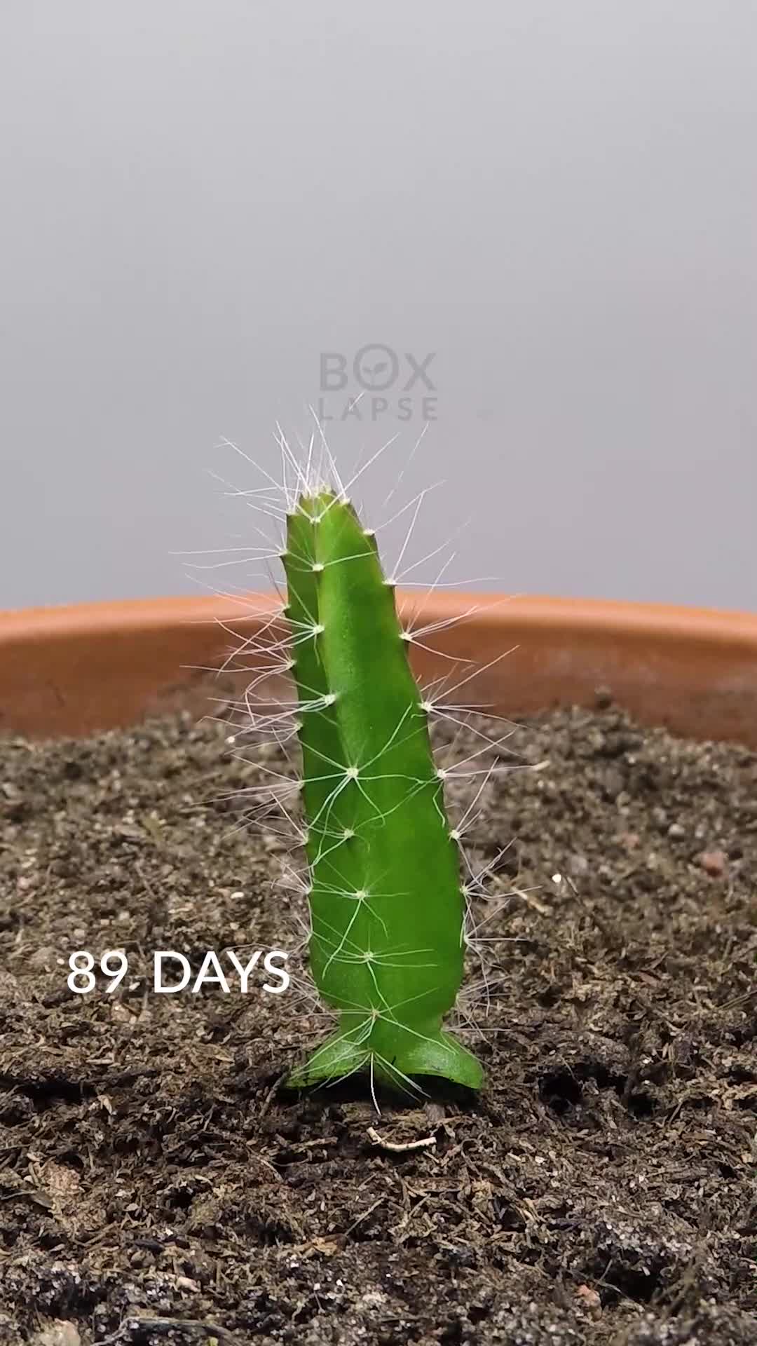113 days in 43 seconds. Dragon fruit #timelapse #fyp #LearnOnTikTok #dragonfruit