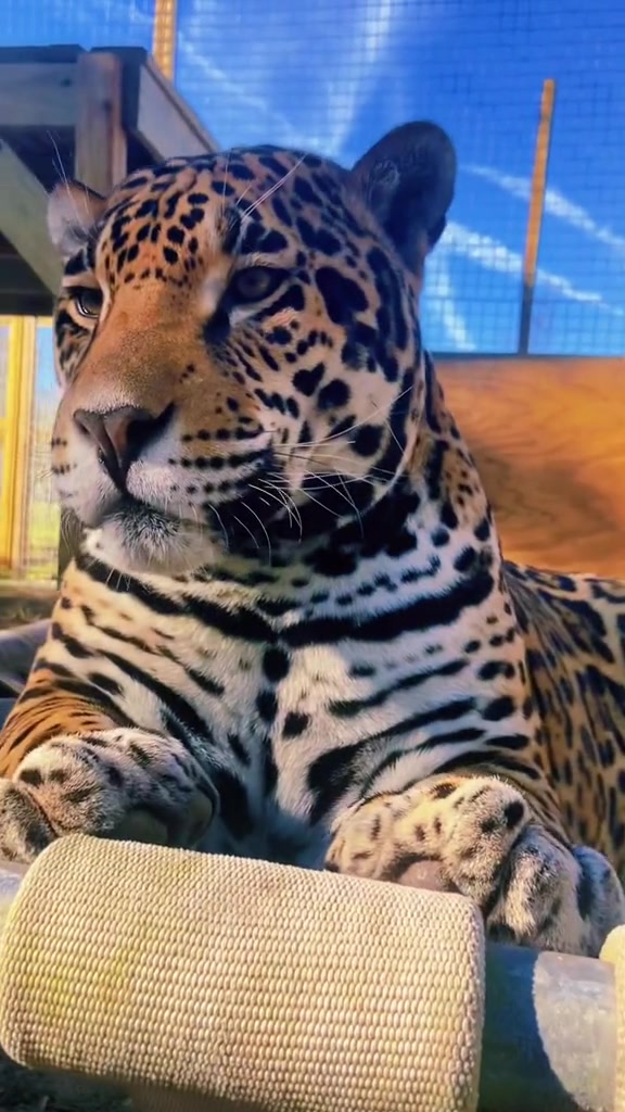 Boops! #NOTpets #jaguar #jag #cougar #purr #purring #purrs #hyena #bear #boop #boops #boopthesnoot #boopboopboop #Love #amazing #bigcat #bigcats #cat #cats #lion #lioness #lions #fl #florida #fyp