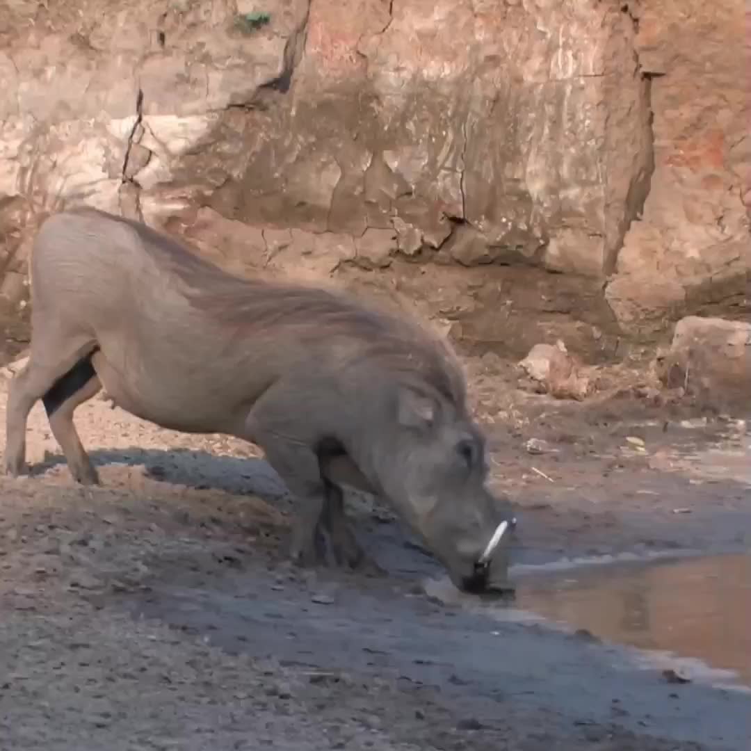 #fyp #foryou #animal #anklebreaker #edit #animaledit #nature #cat #catsoftiktok #animalsoftiktok #animals #warthog #crocodile #leopard #eagle #hare #gazelle #lion #enough #blowthisup #xyzbca #viral