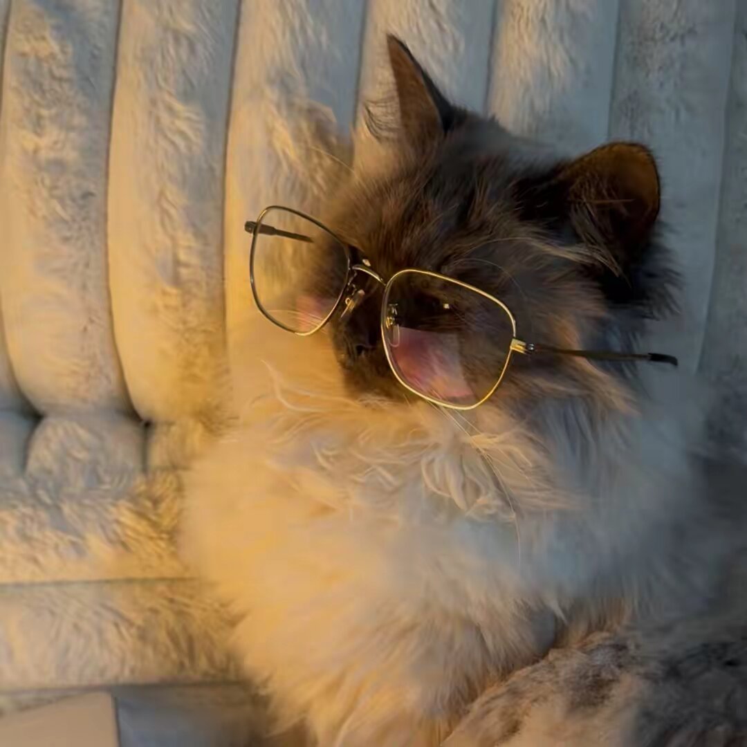 Mitski cat
