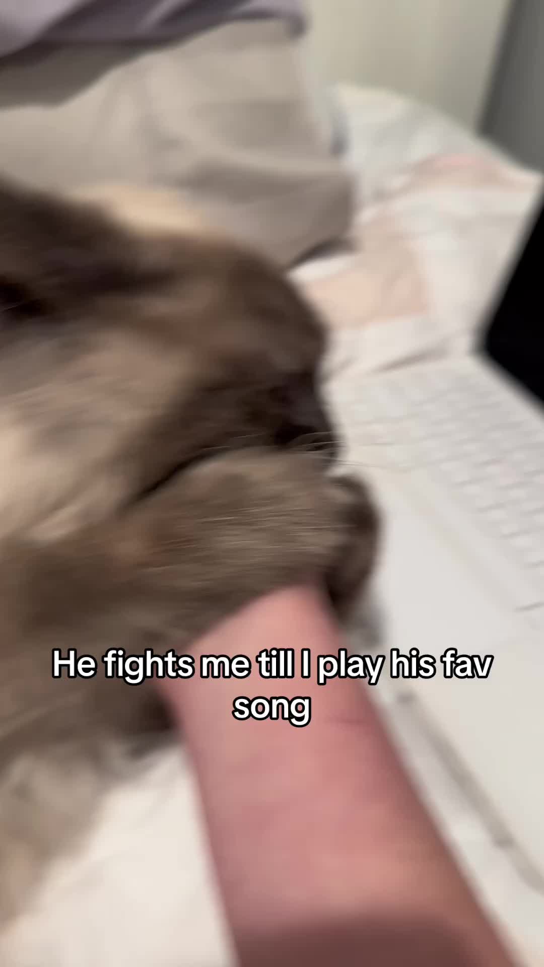 He gets so emotional with the song like he understands it 😭❤️#mylovemineallmine #mitski #viral#fyp#cat#catsoftiktok #kitten#kittensoftiktok #sad#funny#funnycat @Mitski 