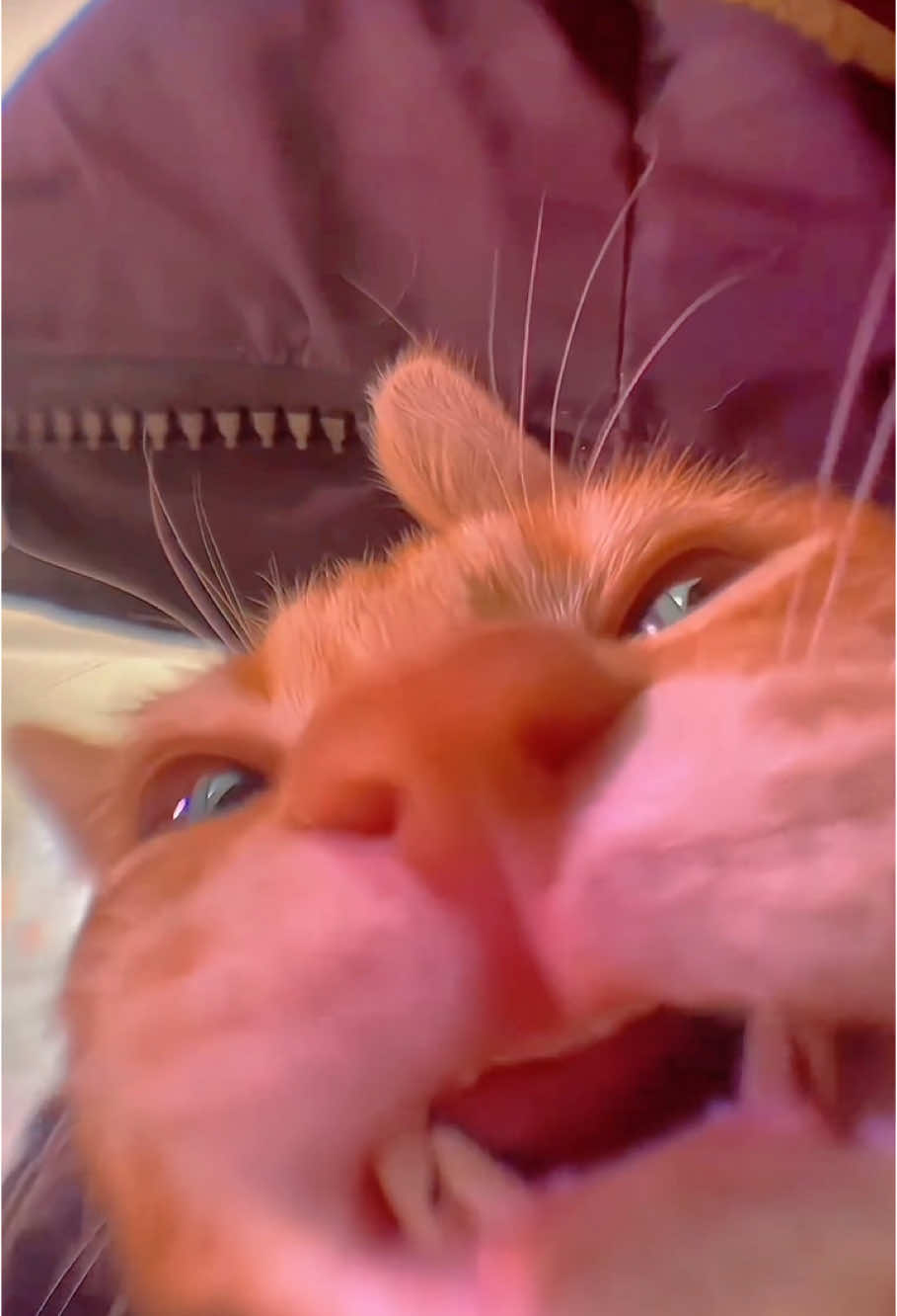 Listen to the healing sounds of cats😻#cat #catmeme #cats #foryou #catsoftiktok #fyp #funny #viral #funnyanimals 