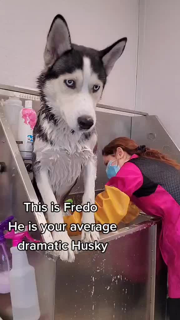 My neighbour's think I torture dogs for a living #foryou #fy #DoYouYuzu #dogsoftiktok #fypシ #husky #dog