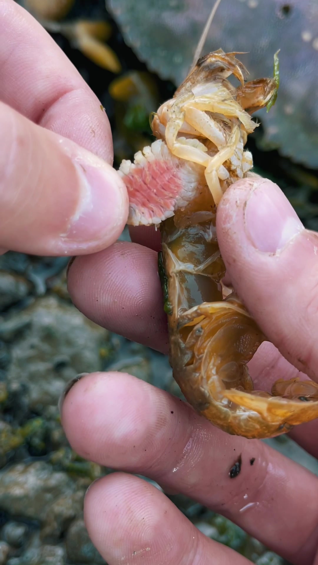 Based on a True Story 🦐 #shrimp #parasite #animals #nature #satisfying #oddlysatisfying #asmr #fypシ