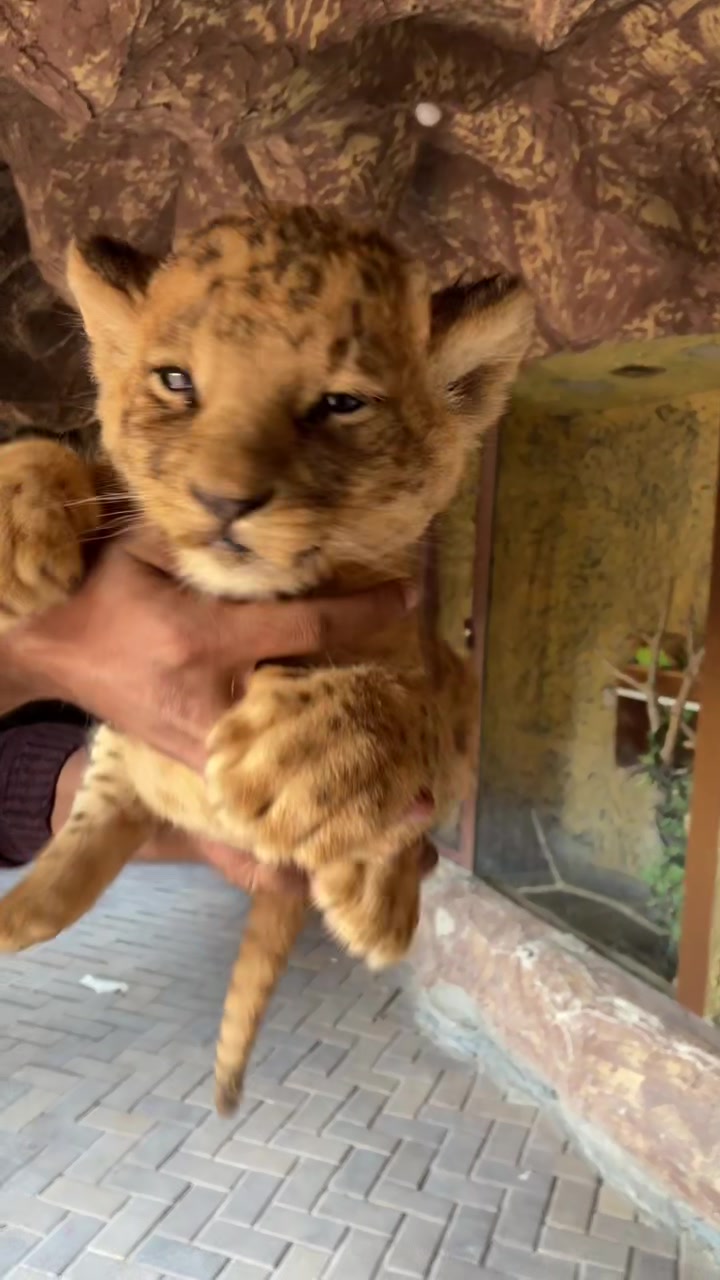 يسعدو الاسد الكيوت 😍 #رامزعايش #حيوانات #قطط #fypシ #parati #cat #cute #cutebaby #lion #simba #simbachallenge @Jay Brewer @simbaonfire 