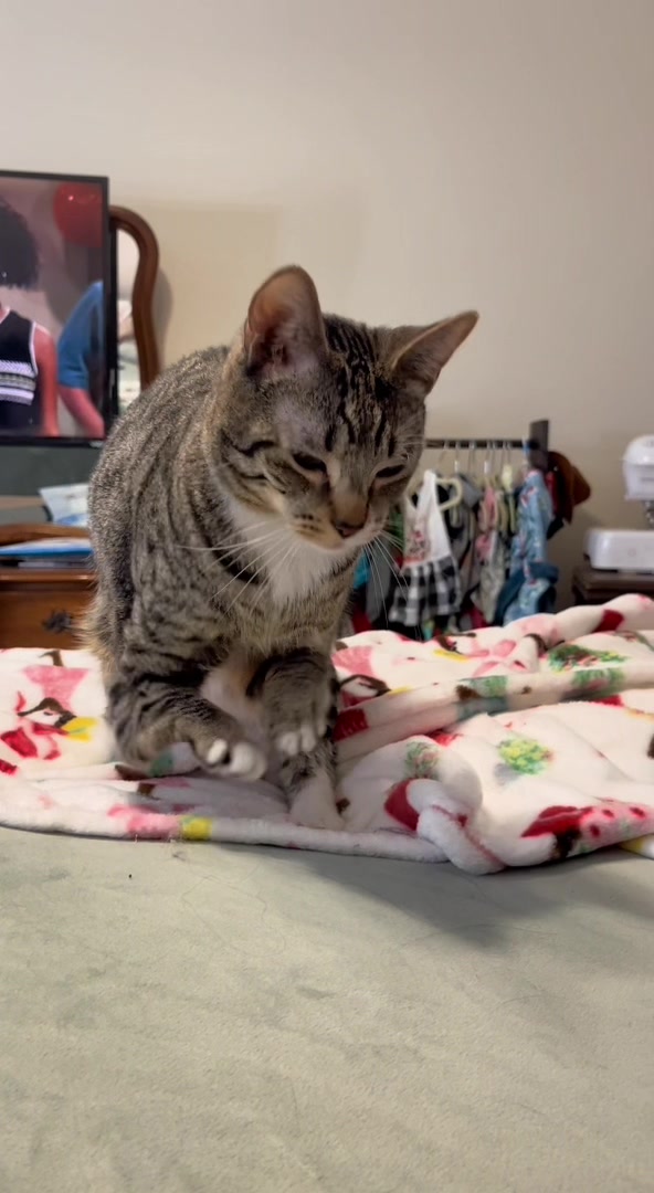 #fyp #foryoupage #petsoftiktok #catsoftiktok #catvideo #cats #fypシ 