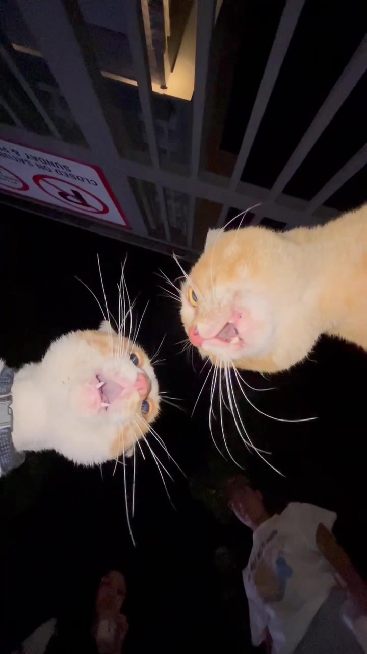 #cat #cats #catsoftiktok #kitty #oyen #fypシ #fyp 