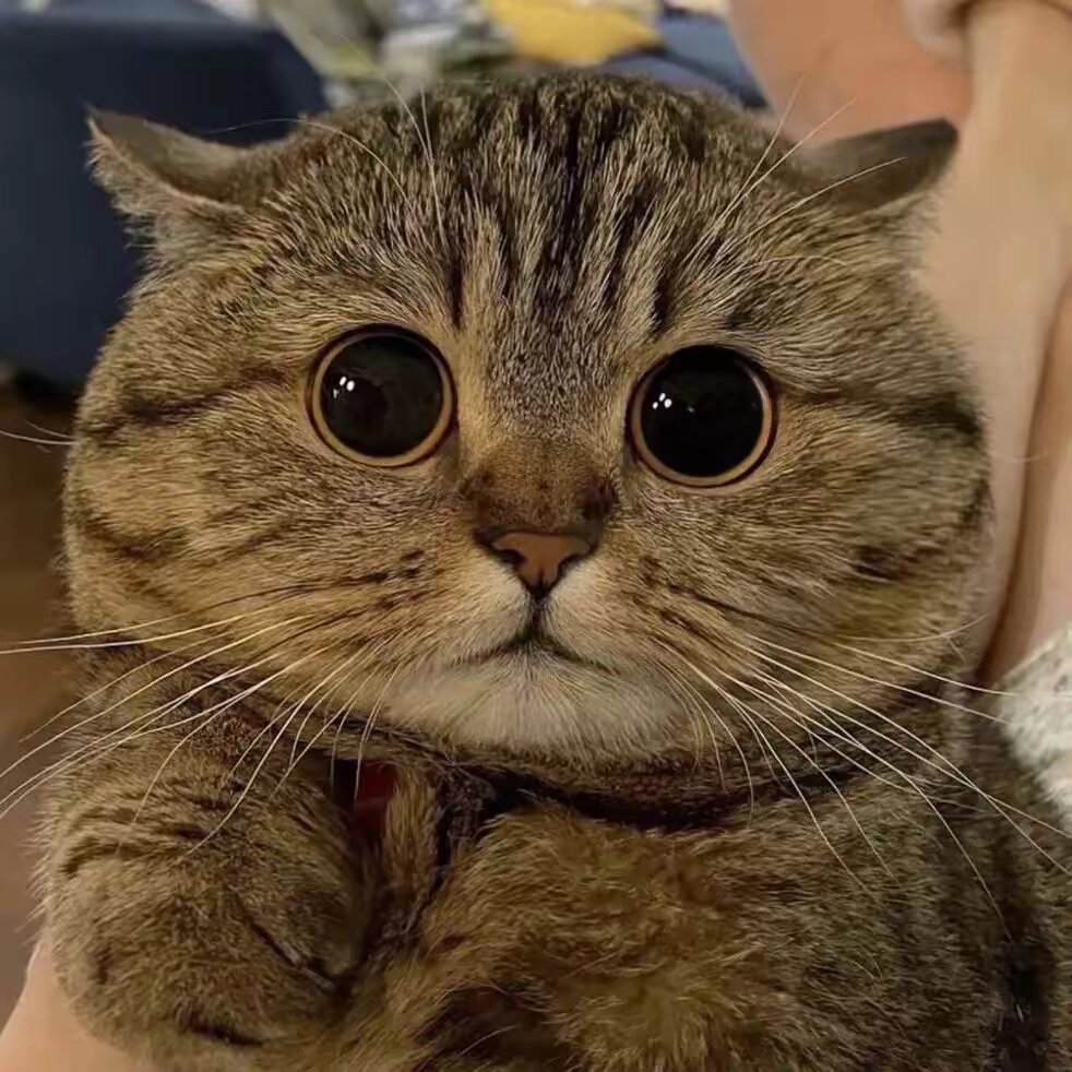 Meow Story