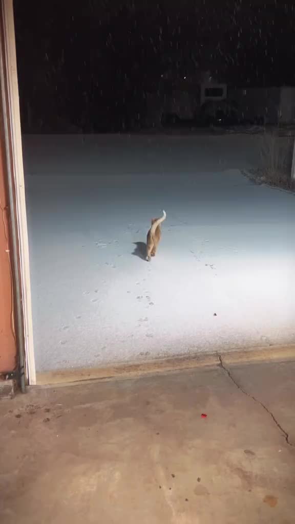 When they see the snow for the first time ❄️⛄️🥰🥰 #cat #catsoftiktok #love #cats #catlover #catlovers #cattok #kitten #kittens #kittensoftiktok #kitty #pet #petsoftiktok #fypツ #fyp #fypシ #pets #petlover #meowstory #snowday 