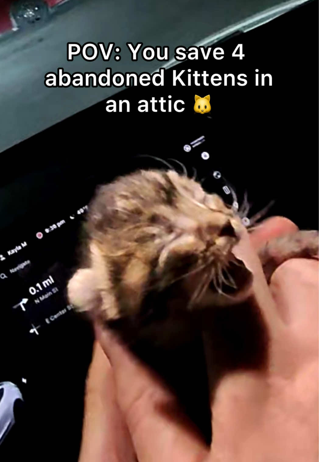 CAN YOU BELIEVE THIS IS HAPPENING AGAIN 😳 #straycat #kittens #newbornkittens #pov #cat 
