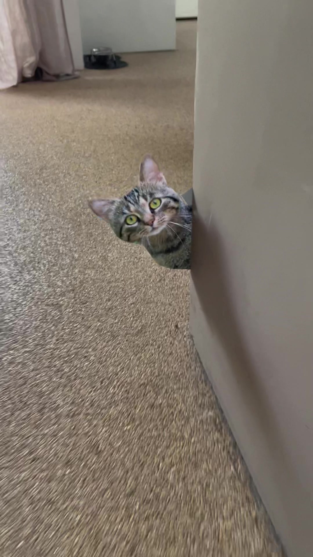 Peppe 🙀👀👀 #catsoftiktok #funnycat #cat #cats #fy#fypシ 